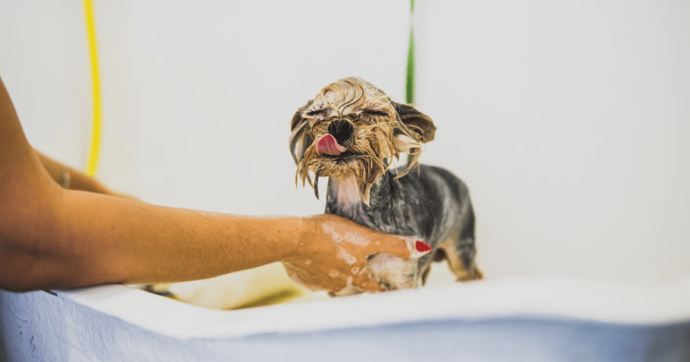 Asistencia Pet Care